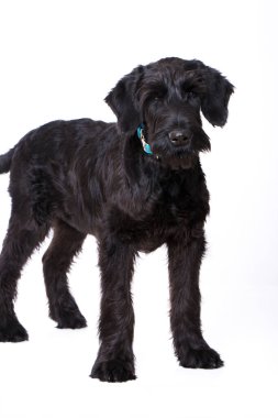 Genç dev schnauzer köpeği beyazı izole etti.