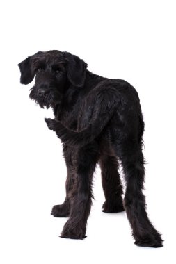 Genç dev schnauzer köpeği beyazı izole etti.