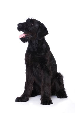 Genç dev schnauzer köpeği beyazı izole etti.