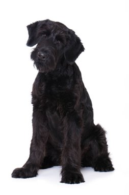 Genç dev schnauzer köpeği beyazı izole etti.