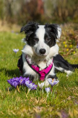 Bahar bahçesindeki Border Collie