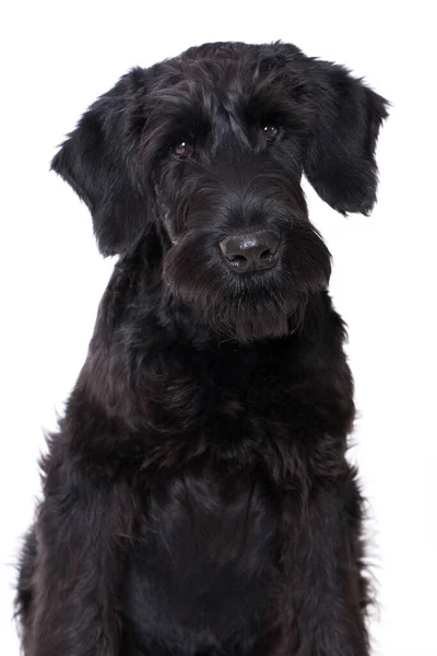 Jeune Chien Schnauzer Géant Isolé Sur Blanc — Photo