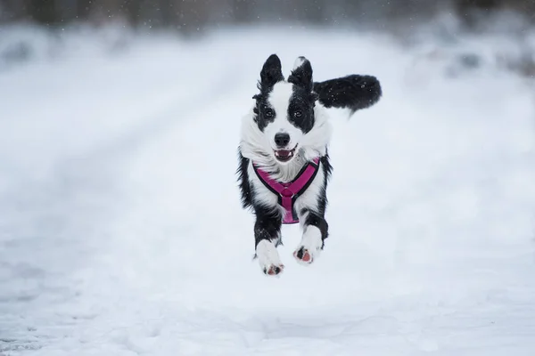 Border Collie Chien Courant Dans Paysage Hivernal — Photo