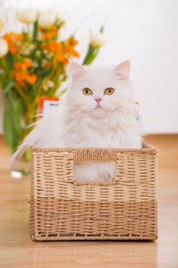 Oturma odasındaki kedi