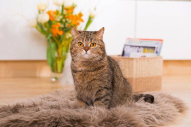 Tekir kedi oturma odasında oturuyor.