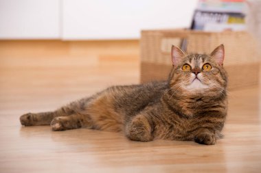 Tekir kedi oturma odasında yatıyor.