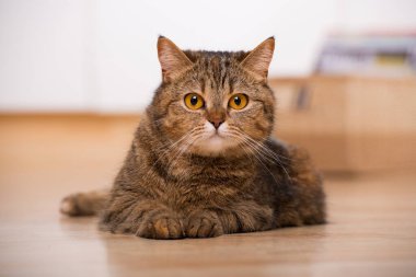 Tekir kedi oturma odasında yatıyor.