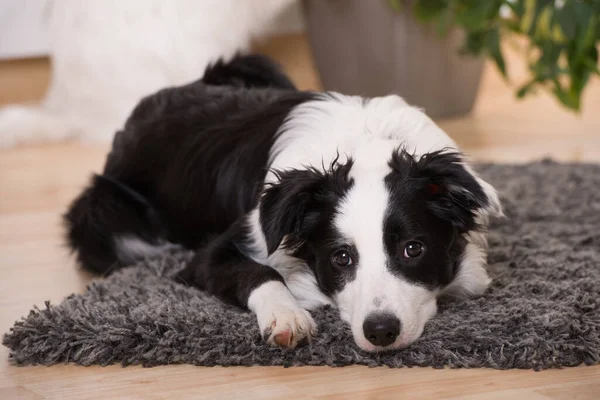 Young Border Collie Living Room — Stock Photo, Image