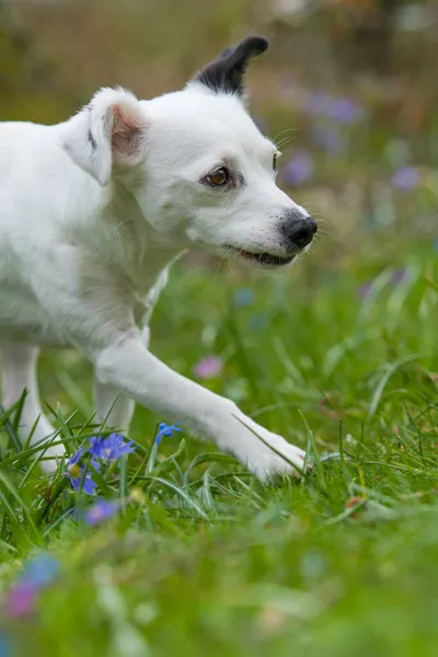 Malý Kříženec Plemenný Pes Jarní Zahradě — Stock fotografie