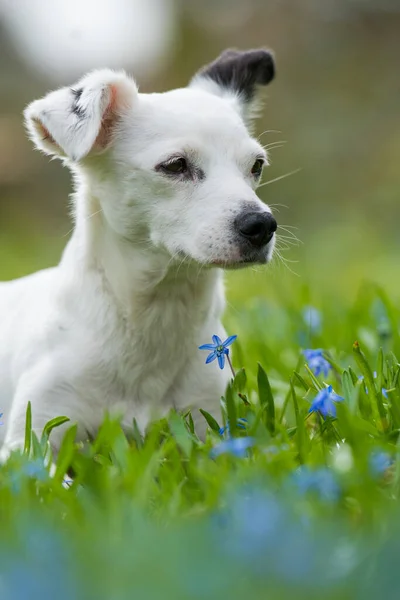 Pequeno Cão Raça Cruzada Jardim Primavera — Fotografia de Stock