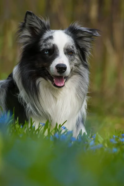 Collie Perro Fronterizo Prado Primavera —  Fotos de Stock