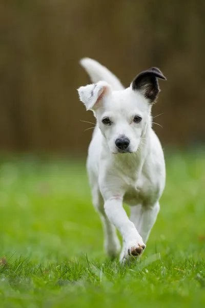 Little cross breed dog in a spring garden