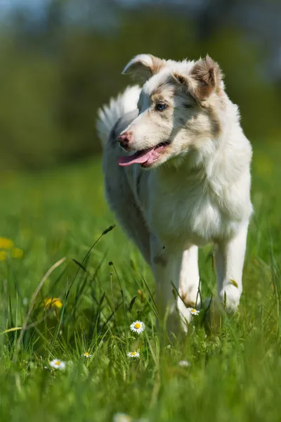 Running Border Collie Puppy Meadow — Stock Photo, Image