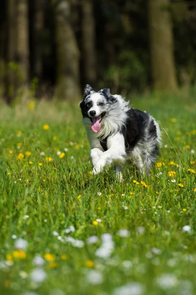 Gränshund Som Springer Sommaräng — Stockfoto