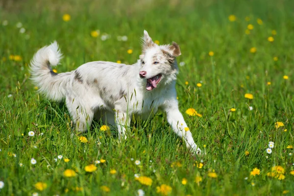 Ung Gräns Collie Hund Som Springer Sommaräng — Stockfoto