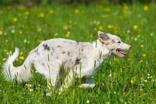 Yaz Otlaklarında Koşan Genç Bir Çoban Köpeği — Stok fotoğraf