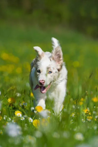 年轻的边境牧羊犬在夏天的草地上奔跑 — 图库照片