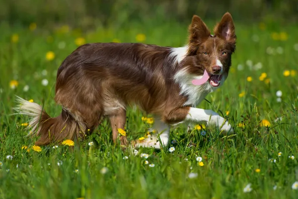 Cão Collie Fronteira Prado Verão — Fotografia de Stock