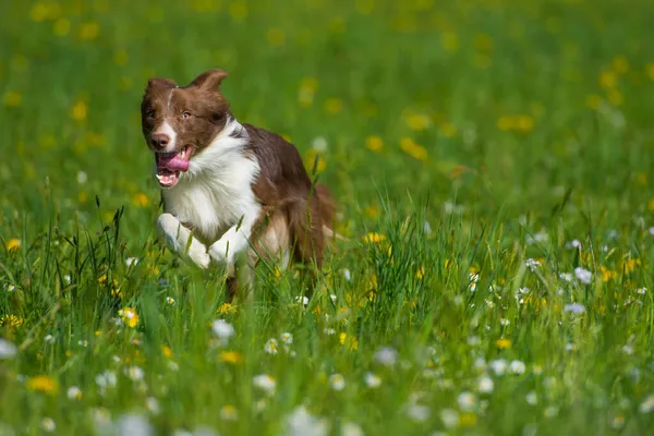 Gränshund Som Springer Sommaräng — Stockfoto