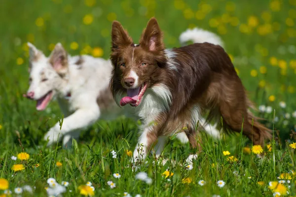 Przygraniczne Psy Collie Letniej Łące — Zdjęcie stockowe