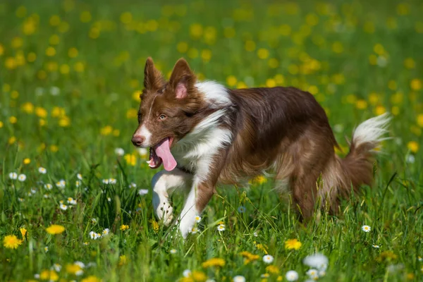 Yaz Otlağında Bir Çoban Köpeği — Stok fotoğraf