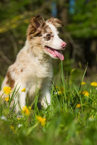 Borda Filhote Cachorro Collie Sentado Prado Flores — Fotografia de Stock