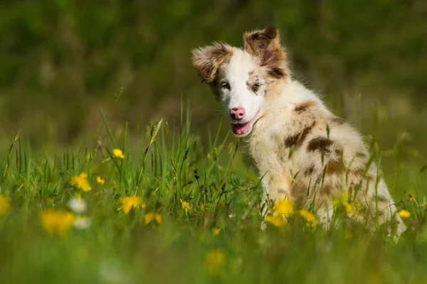 Border Collie Puppy Zittend Een Bloem Weide — Stockfoto