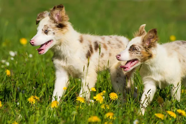 Border Collie Puppies Flower Meadow — Stock Photo, Image
