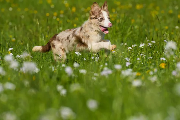 Çiçek Çayırında Koşan Çoban Köpeği — Stok fotoğraf
