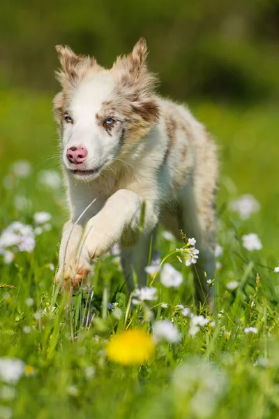 边境牧羊犬在花草场上奔跑 — 图库照片