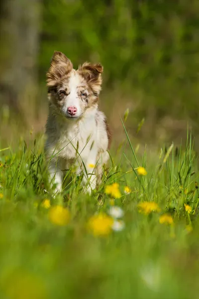 Çiçek Çayırında Oturan Çoban Köpeği — Stok fotoğraf
