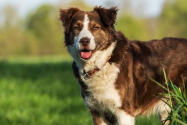 Çayırdaki yaşlı melez köpek.