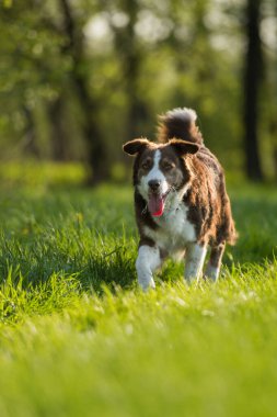 Bahar çayırında melez bir köpek.