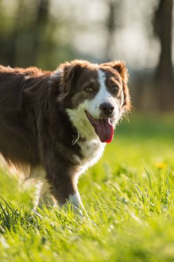 Bahar çayırında melez bir köpek.