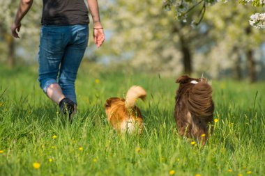 Çiçek tarlasında yürüyen melez köpekli bir kadın.
