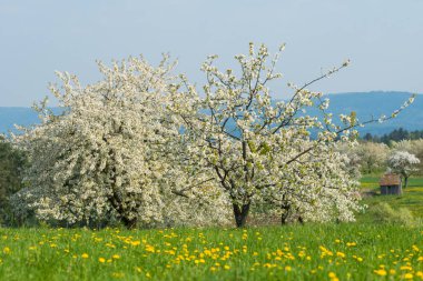 İlkbaharda elma ağacı çiçek açar