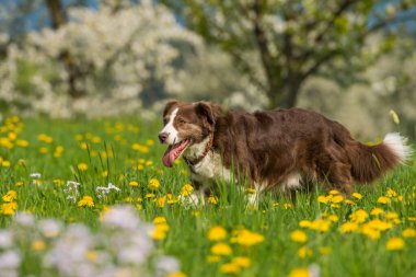 Çiçek tarlasında yürüyen yaşlı melez köpek.