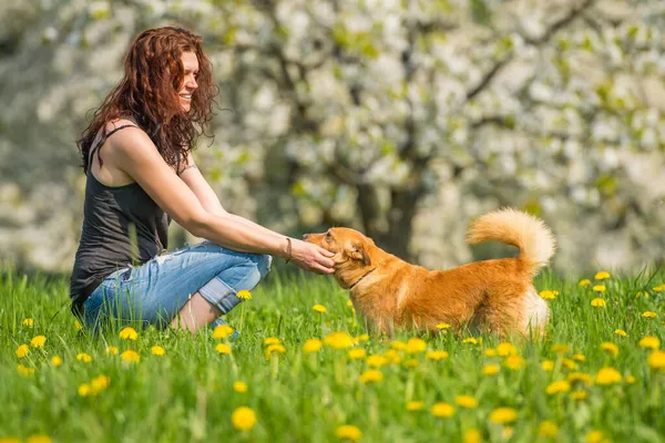 Vegyes Fajta Kutya Egy Virágos Réten — Stock Fotó