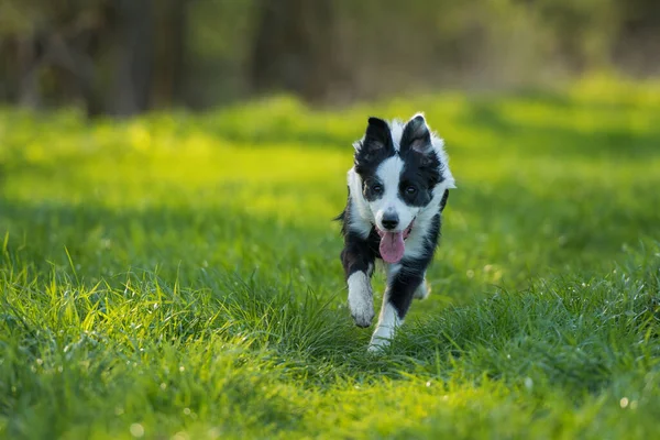 Gräns Collie Hund Äng — Stockfoto