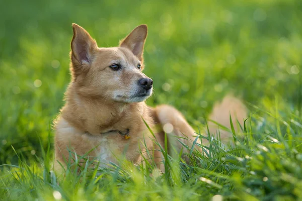 Smíšený Plemenný Pes Ležící Zelené Jarní Louce — Stock fotografie