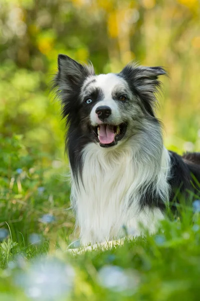 边境牧羊犬在草地上 — 图库照片