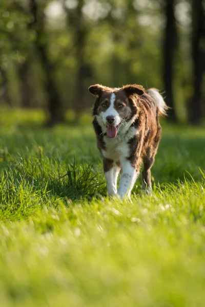 Gammal Blandras Hund Våräng — Stockfoto