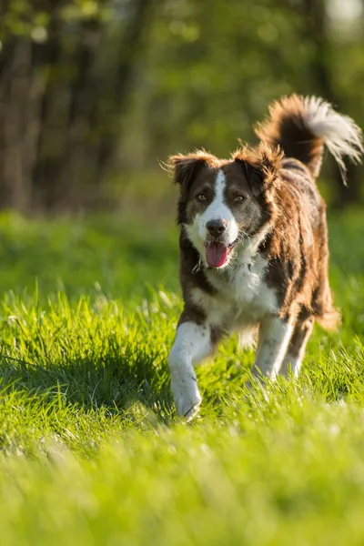 Bahar Çayırında Melez Bir Köpek — Stok fotoğraf
