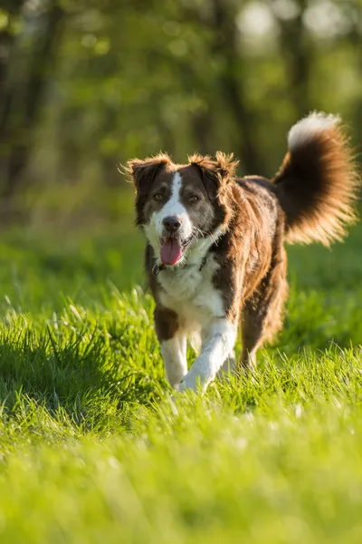 Gammal Blandras Hund Våräng — Stockfoto