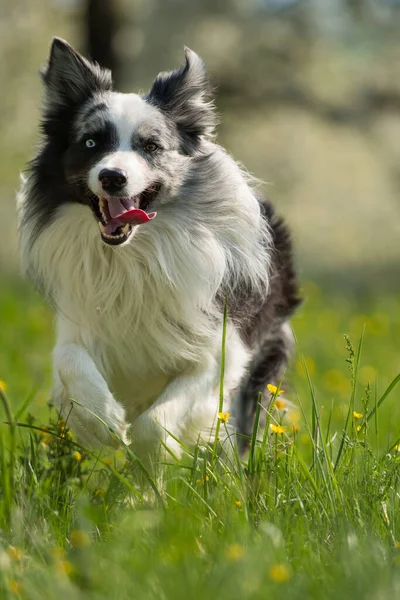 Border Collie Dog Egy Réten — Stock Fotó