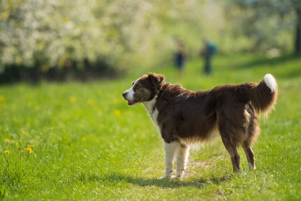 Mieszany Pies Rasy Łące Kwiatowej — Zdjęcie stockowe