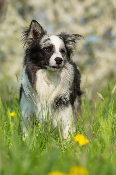 Confine Collie Cane Prato — Foto Stock