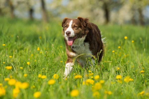 Blandras Hund Promenader Blomsteräng — Stockfoto