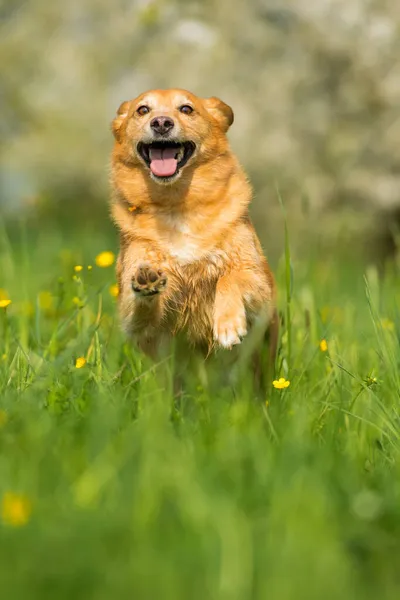 Прыжок Собаки Смешанной Породы Цветочном Лугу — стоковое фото