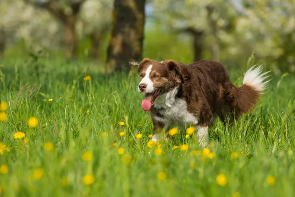 Stary Pies Rasy Mieszanej Spacerujący Łące Kwiatowej — Zdjęcie stockowe